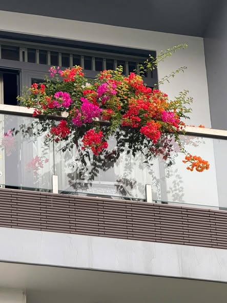 20 MẸO DÂN GIAN CHĂM SÓC HOA GIẤY