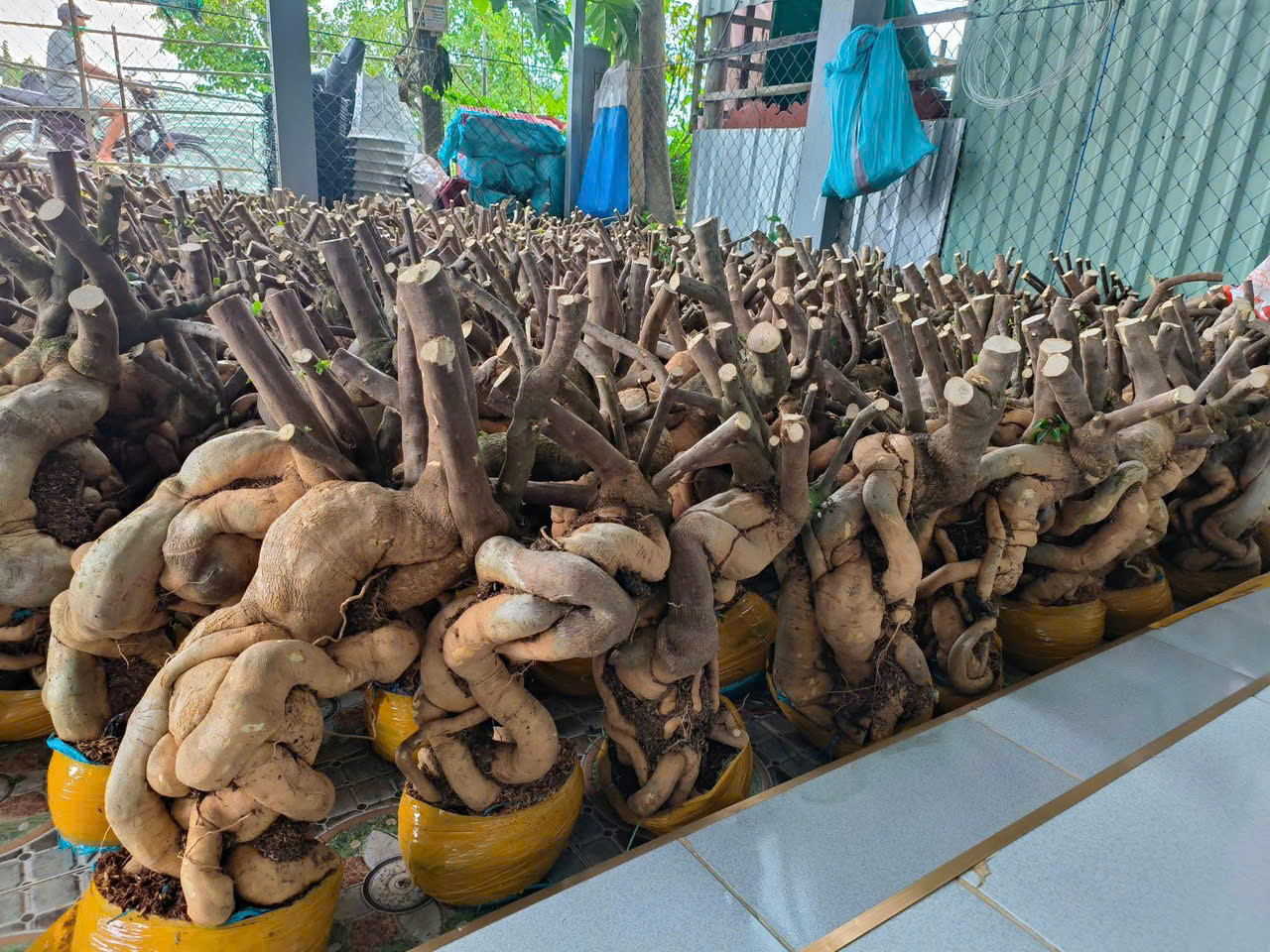 Săn Phôi Hoa Giấy Đẹp – Tự Tay Kiến Tạo Tuyệt Tác Bonsai Tại Nhà!