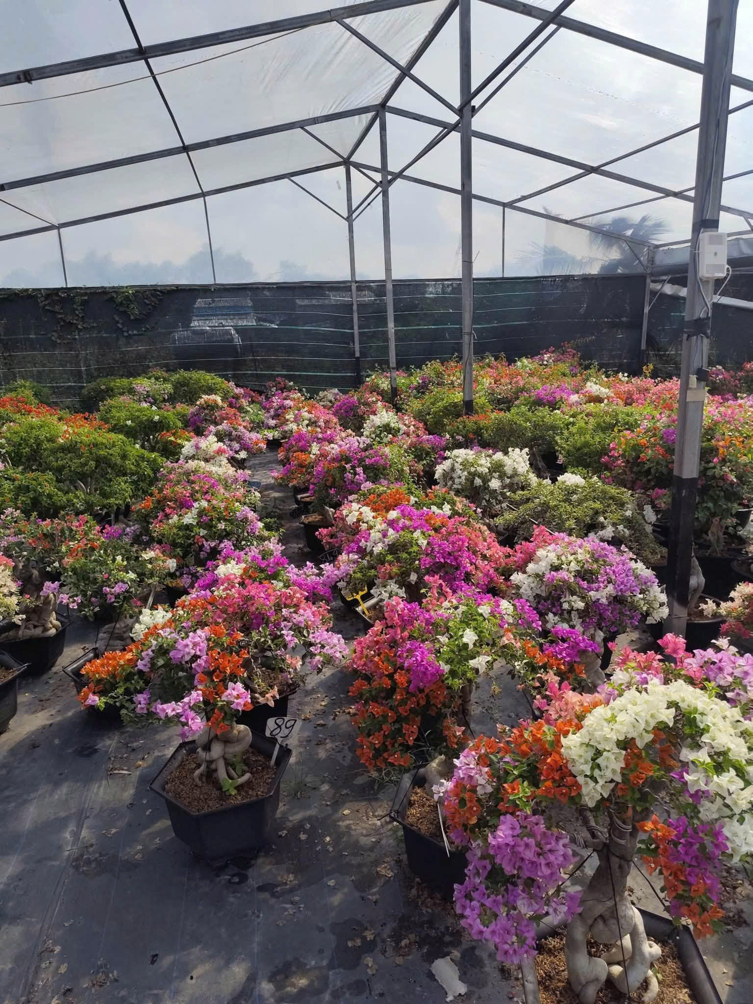 Hoa Giấy (Bougainvillea) – "Nữ Hoàng" Sân Vườn Rực Rỡ Bất Chấp Nắng Hè