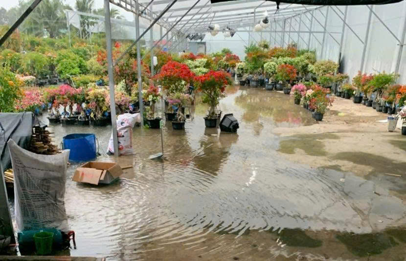 Cấp cứu hoa giấy bị ngập úng mùa mưa: 4 bước hồi sinh cây ngoạn mục!