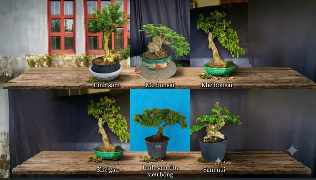 KHÔNG CHỈ CÓ HOA GIẤY – CASA FARM KHỦNG VỚI BST BONSAI DÁNG ĐẸP, ĐỘC, ĐIỂM XUẤT THẦN CHO KHÔNG GIAN