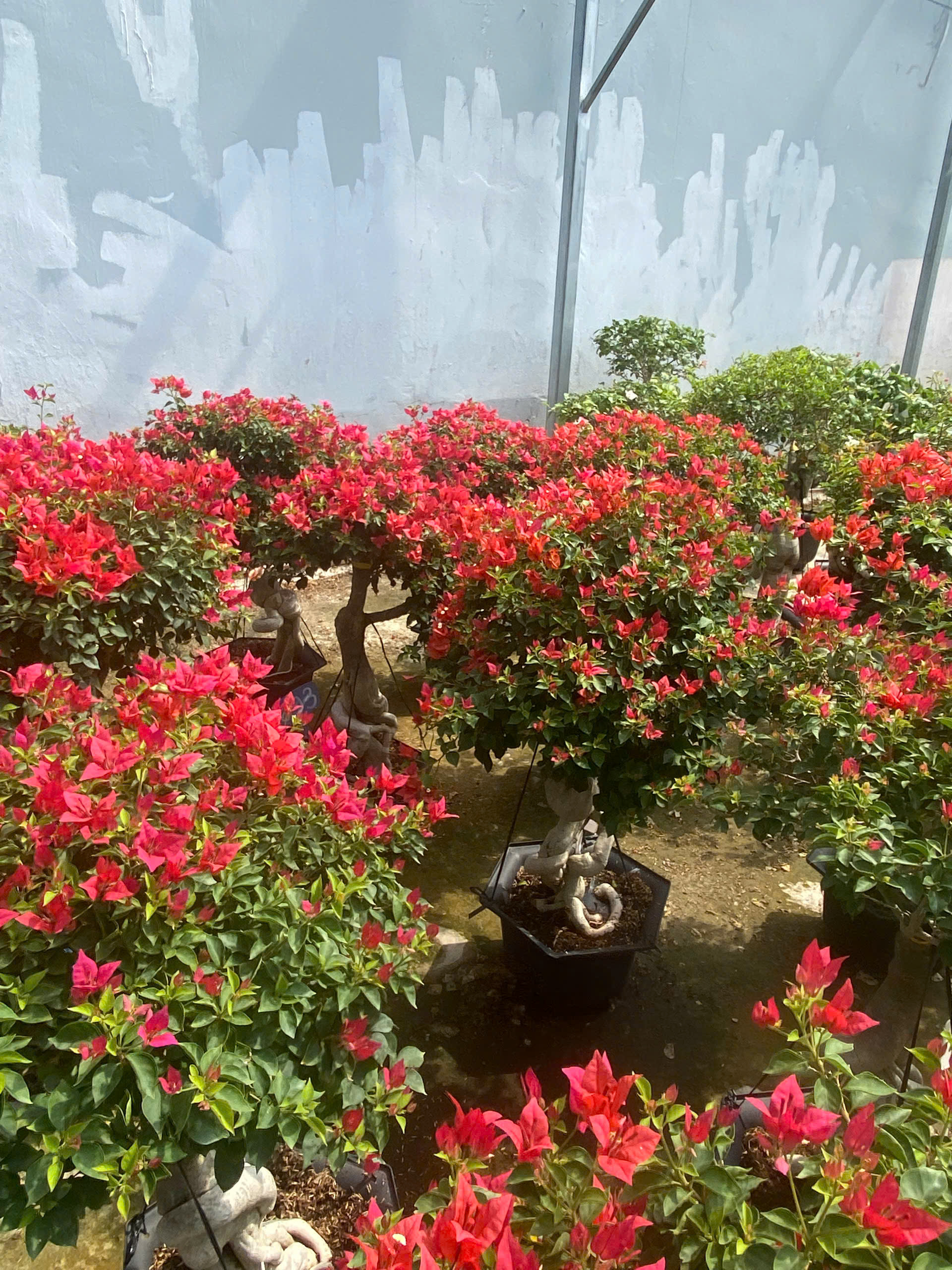 Bật mí công thức "Siết nước" – Hoa giấy nở bung xòe không thấy lá! 🌸