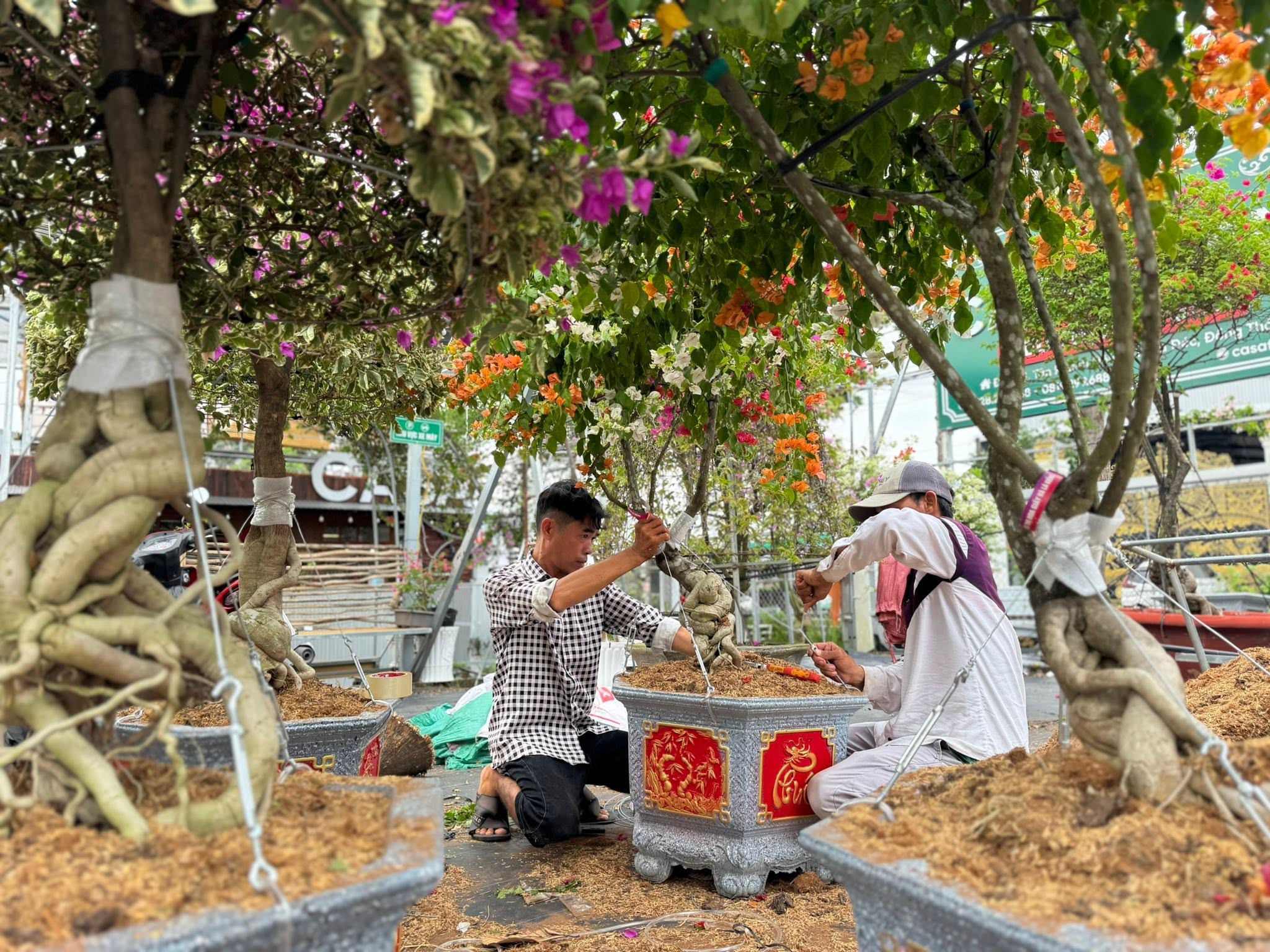 Quy trình 4 bước thay chậu hoa giấy an toàn: Tuyệt chiêu không bể bầu, không chấn thương rễ!