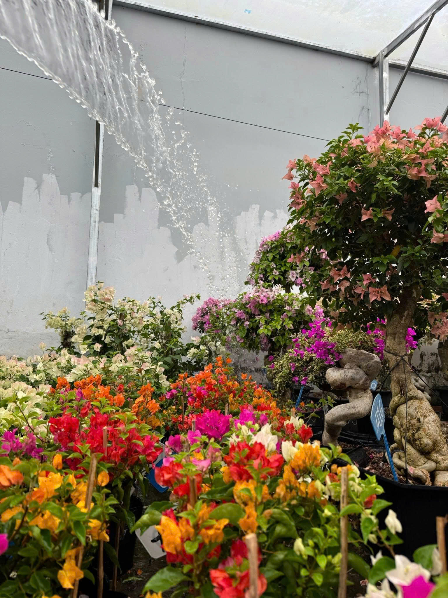 Bí quyết tưới nước cho hoa giấy: Tưới đúng cách, hoa nở rộ quanh năm! 💦🌸