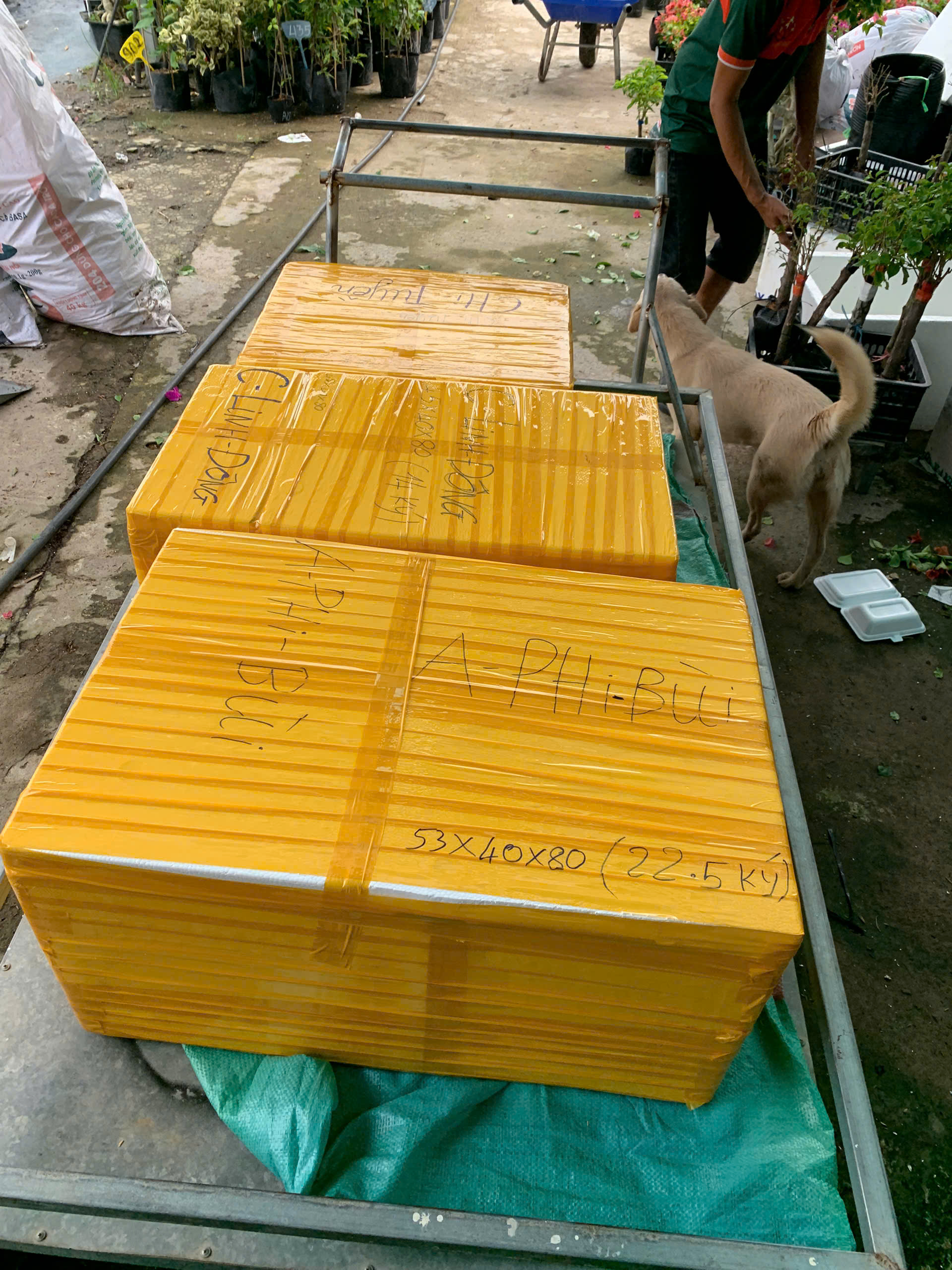 Casa Farm: Hành Trình Những Cành Hoa Giấy Việt Rực Rỡ Vươn Ra Thế Giới