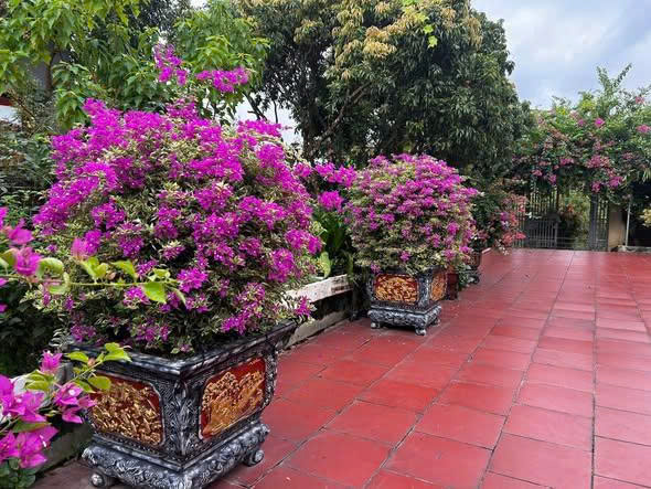5 YẾU TỐ TỐT CHO CÂY HOA GIẤY