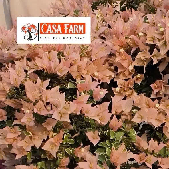[CSF] Hoa Giấy Sakura Belacan Tiểu Cảnh - Mini Nhỏ Gọn - Lá Cẩm Thạch - Màu Sắc Nhẹ Nhàn -Cây Khoẻ