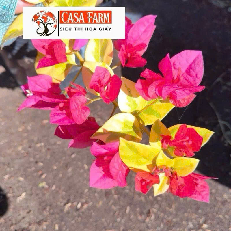 [CSF] Cây Giống Hoa Giấy Vietnamses Rose - Dễ Chăm - Ưa Nắng - Siêu Hoa - Bộ Rễ Khỏe