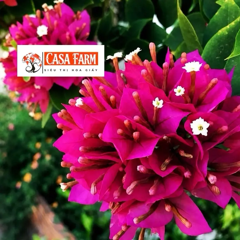 [CSF] Cây Giống Hoa Giấy Mỹ Zin - Cây Dễ Trồng - Ưa Nắng - Bộ Rễ Tốt