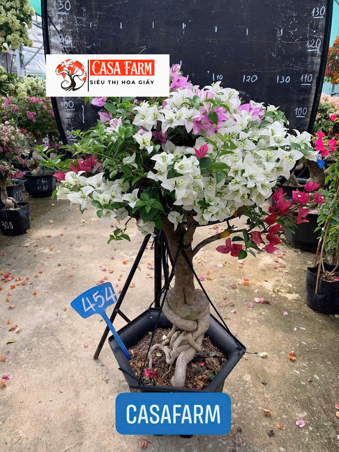 [CSF] Cây Hoa Giấy Gốc Bonsai Ghép Nhiều Màu - Ưa Nắng - Dễ Chăm - Cây Khoẻ - Nhiều Màu