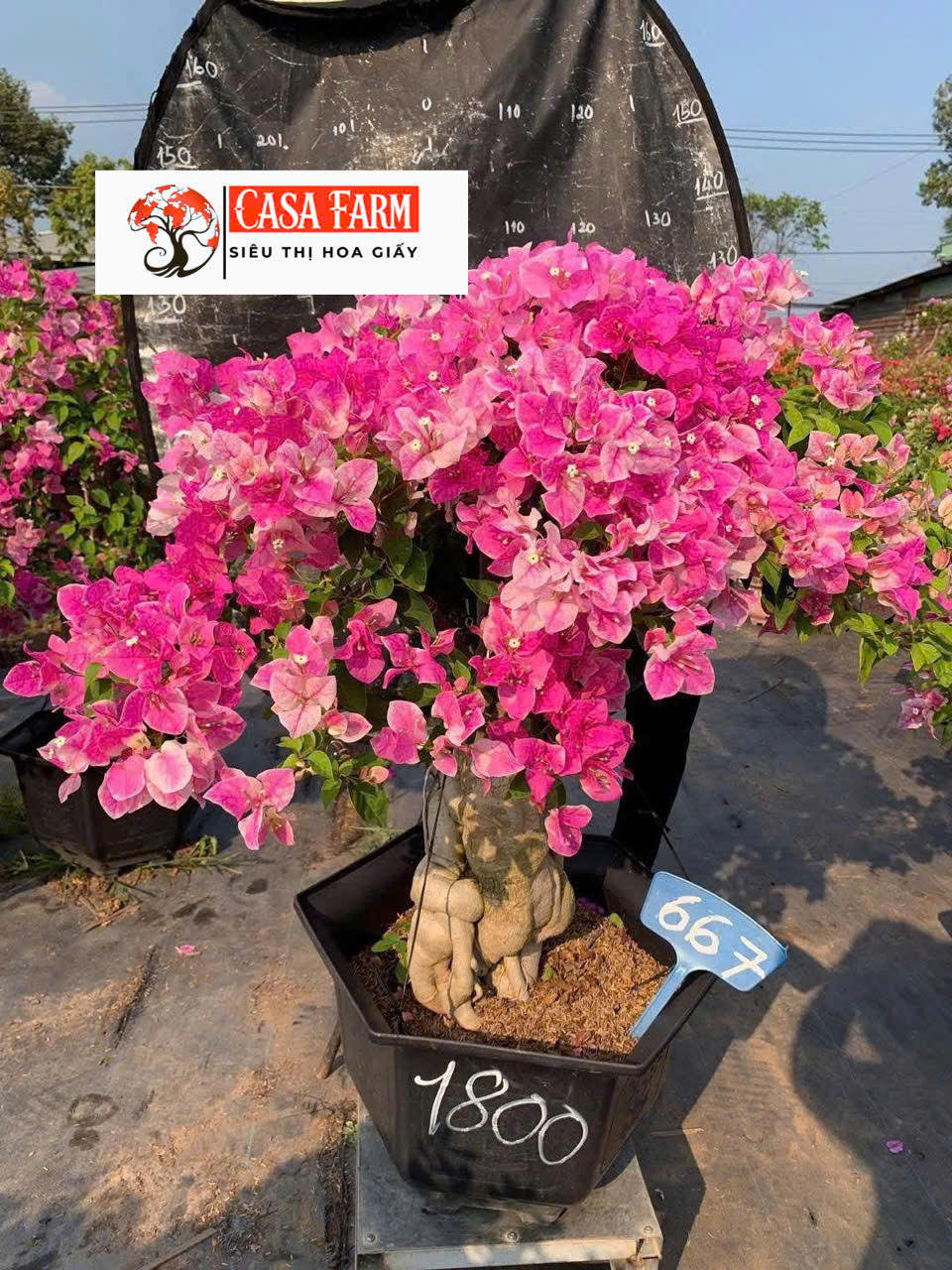 [CSF] Cây Hoa Giấy Hồng Gân Bonsai - Dễ Chăm - Ưa Nắng - Sai Hoa - Siêu Hoa - Dáng Đẹp