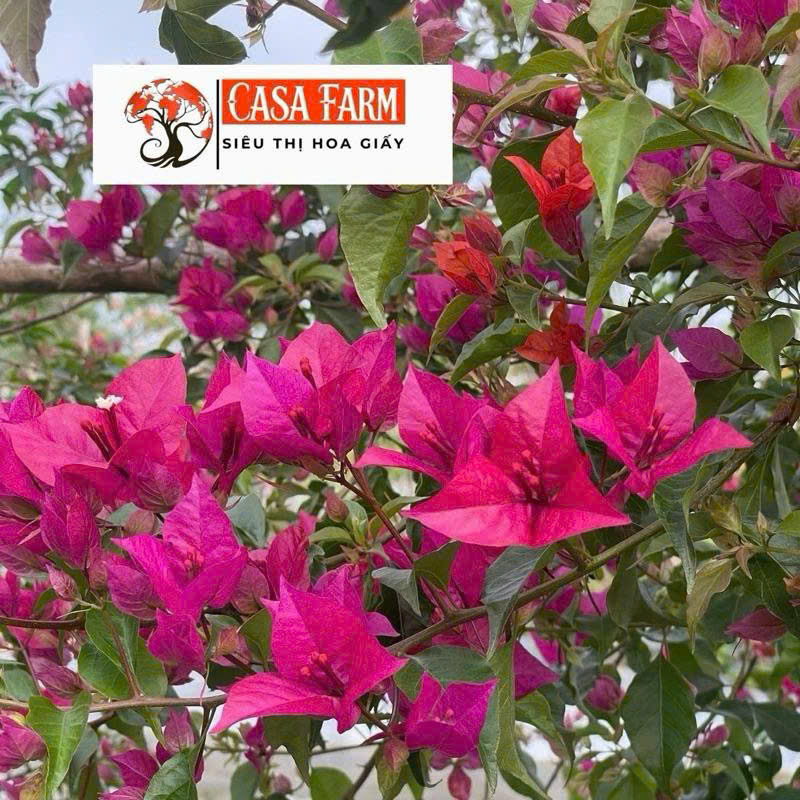 [CSF] Hoa Giấy Ruby Lửa Tháp Zin Nguyên Bản - Màu Sắc Rực Rỡ - Dòng Chuyên Leo - Dễ Chăm - Ưa Nắng