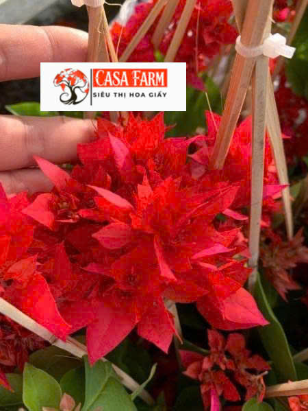 [CSF] Cây Giống Hoa Giấy Kép Đỏ Lửa - Dòng Sai Hoa - Siêu Hoa - Dễ Chăm - Ưa Nắng - Chuyên Leo