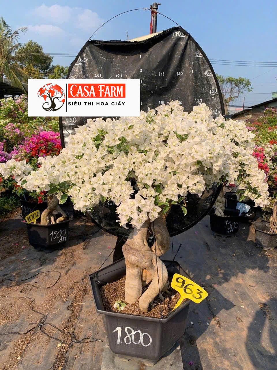[CSF] Hoa Giấy Cẩm Thạch Trắng Tuyết Bonsai - Dòng Ưa Nắng - Sai Hoa - Lá Cẩm Thạch