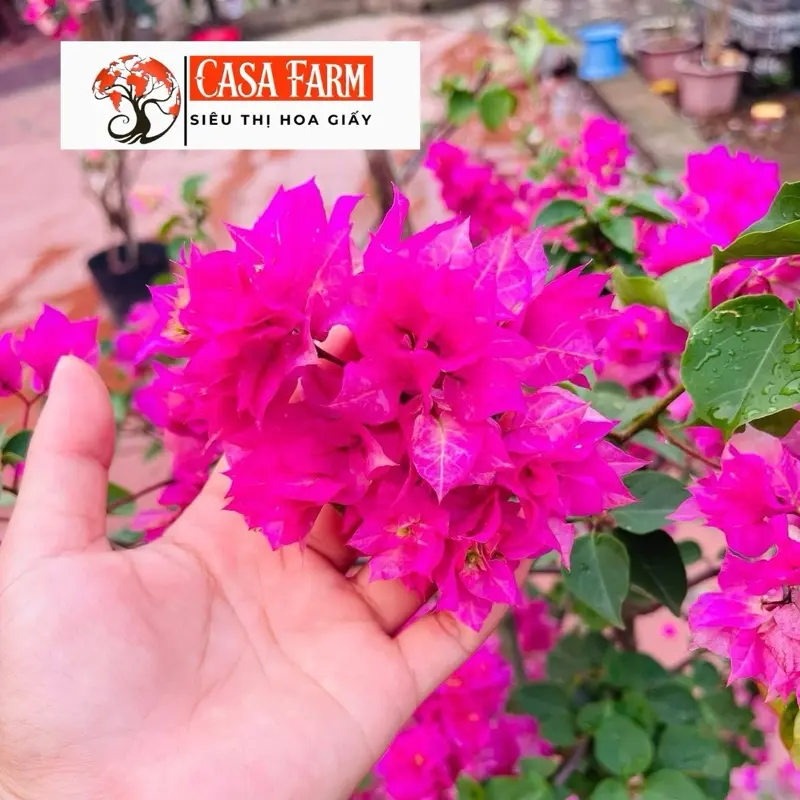 [CSF] Cây Giống Hoa Giấy Kép Hồng - Siêu Hoa - Sai Hoa - Cây Khoẻ - Ưa Nắng - Bộ Rễ Tốt