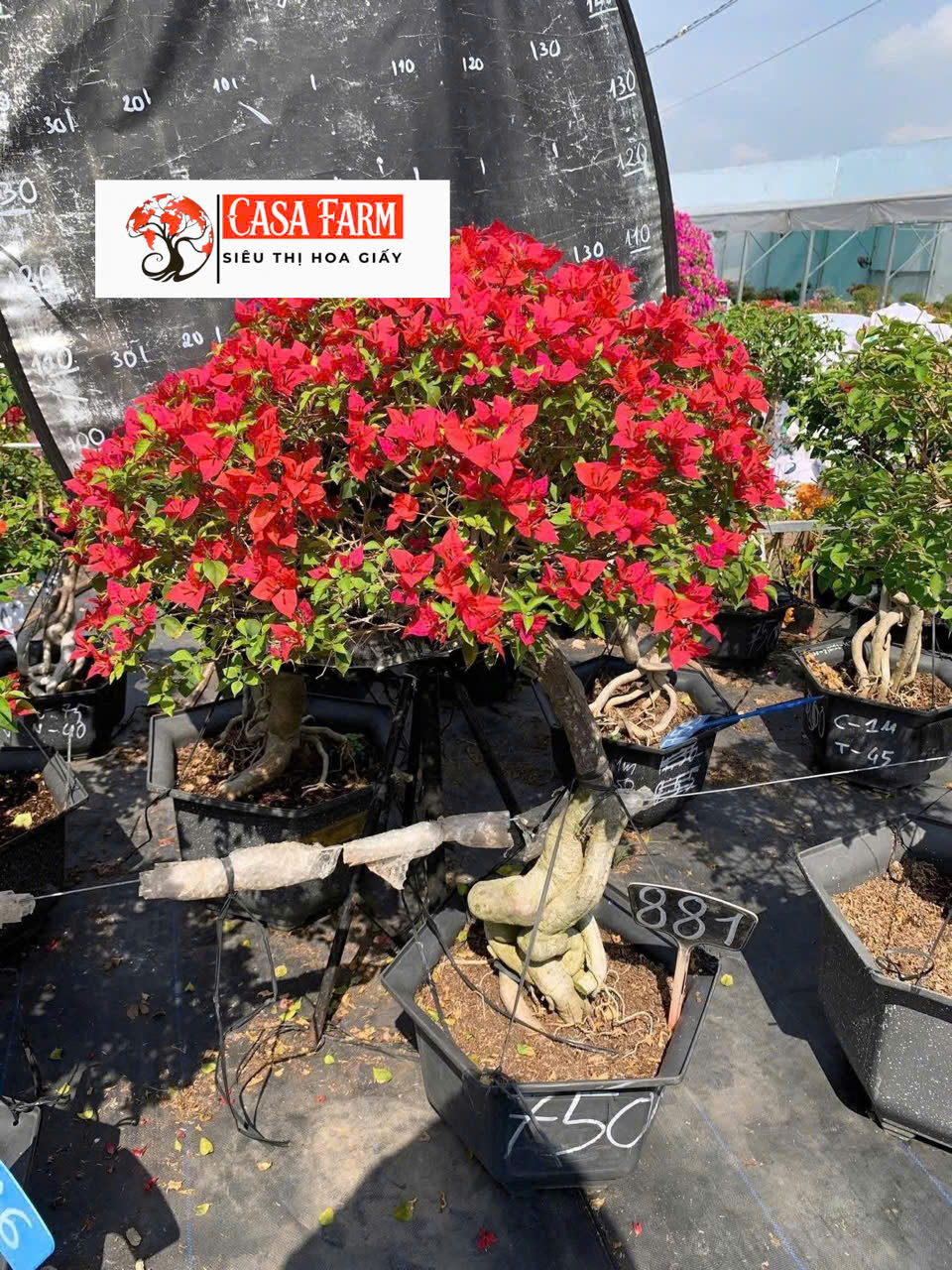 [CSF] Hoa Giấy Đỏ Red Brizza Gốc Bonsai - Sai Hoa - Siêu Hoa - Bền Hoa - Ưa Nắng