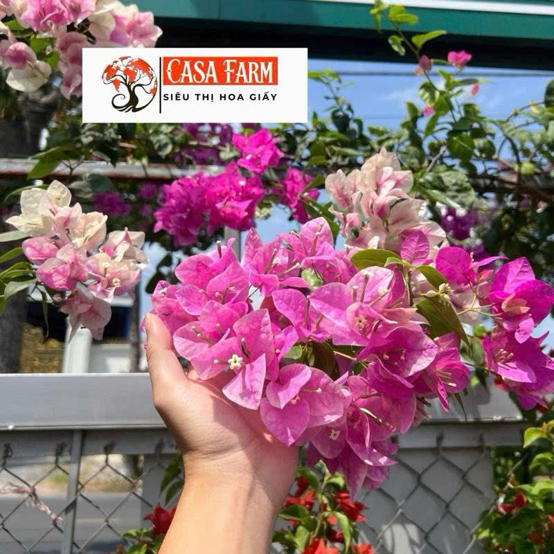 [CSF] Hoa Giấy Hồng Gân Tháp Zin Nguyên Bản - Dễ Chăm - Ưa Nắng