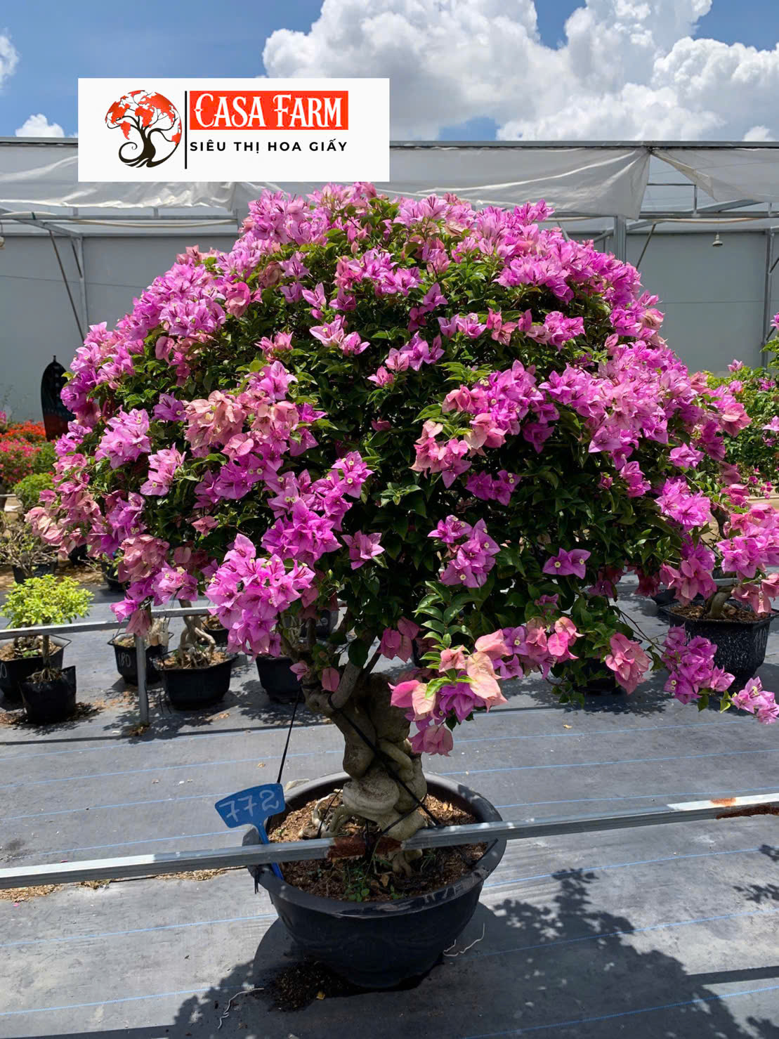 [CSF] Hoa Giấy Tím Tuyết Gốc Bonsai VIP - Cây Khỏe - Dễ Chăm - Ưa Nắng - Thân Gỗ