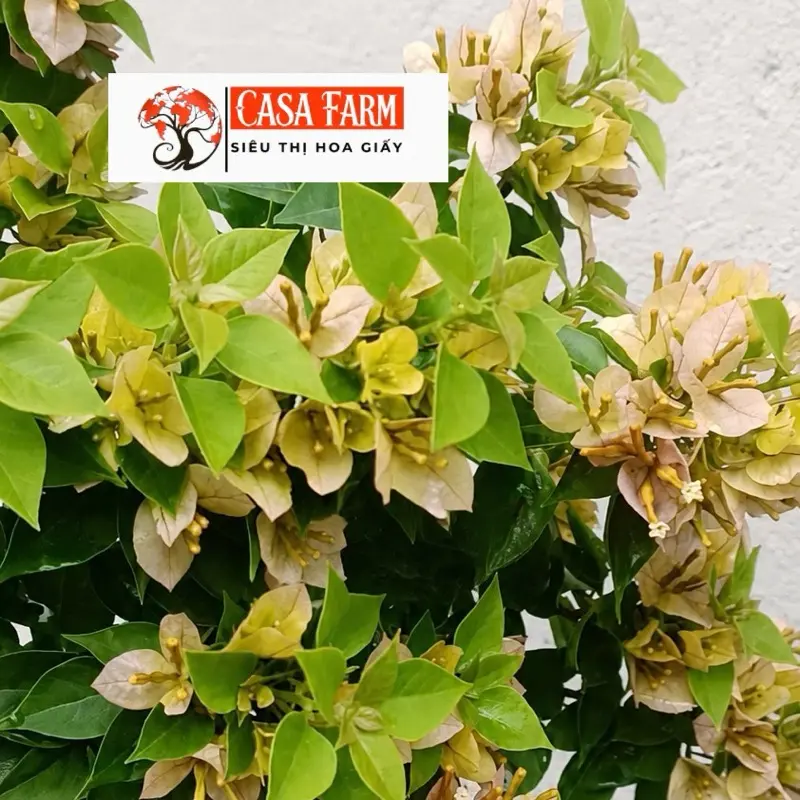 [CSF] Cây Giống Hoa Giấy Mỹ Vàng - Dễ Chăm - Siêu Hoa - Sai Hoa - Độ Lập Bông Nhanh
