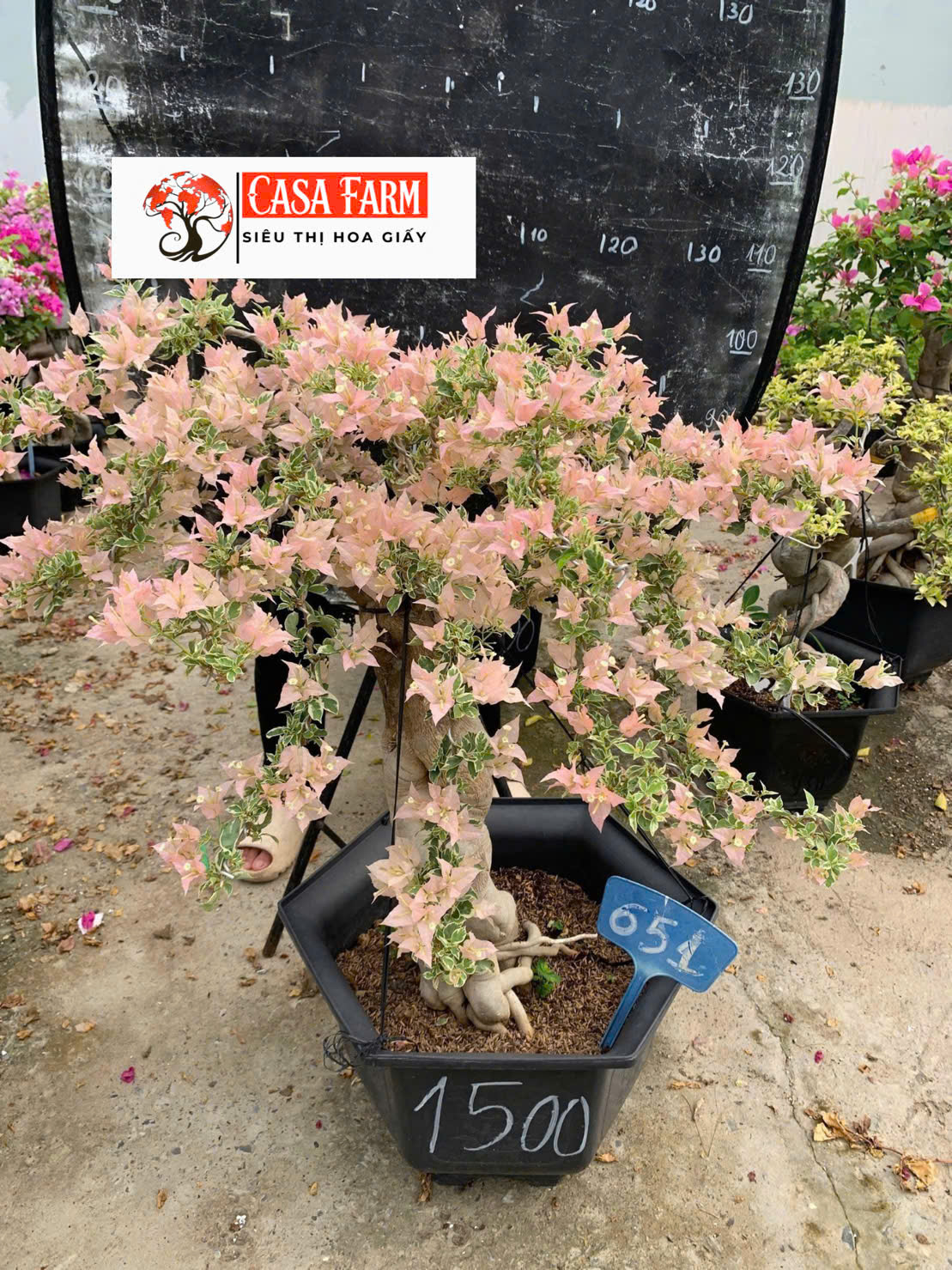 [CSF] Hoa Giấy Bonsai Cẩm Thạch Sakura Balecan  - Kiểu Dáng Tinh Tế - Màu Hoa Nhẹ Nhàng