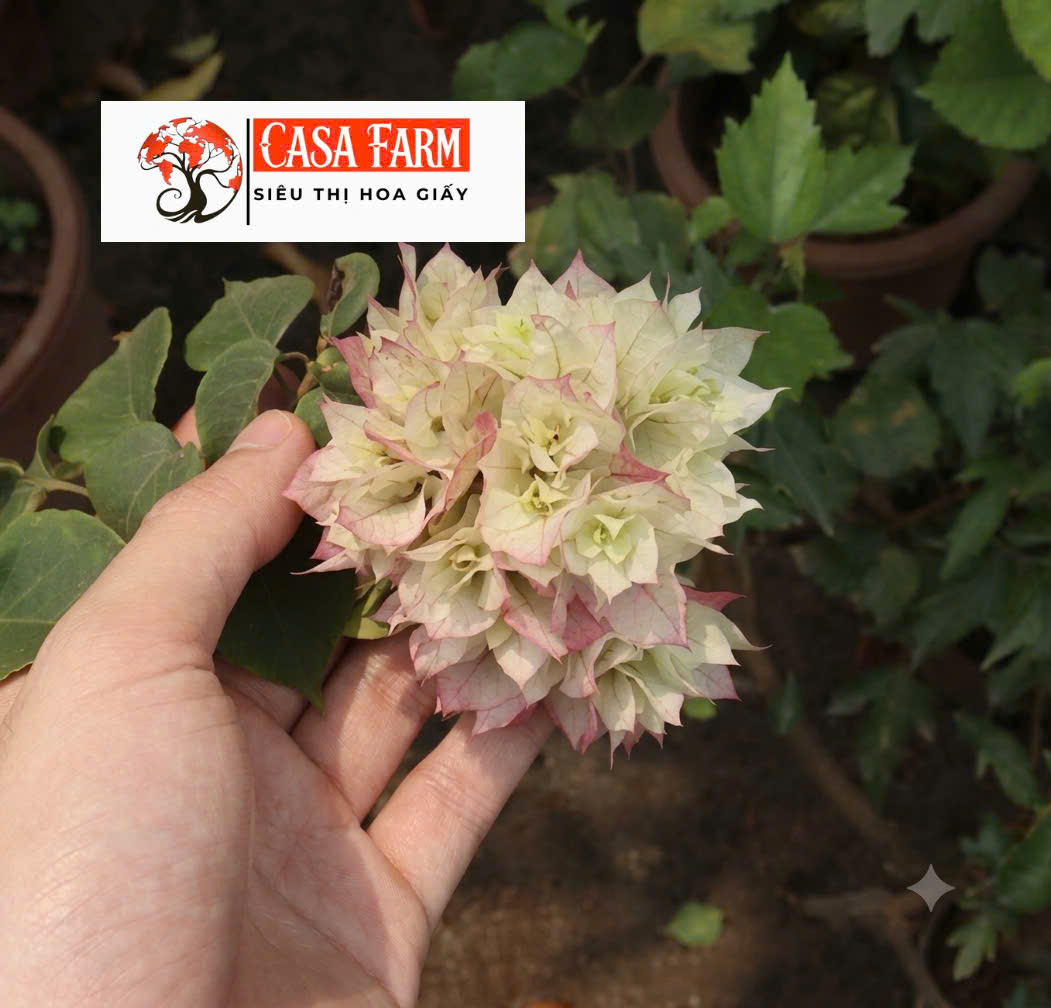 [CSF] Hoa Giấy Mỹ Trắng - Dễ Chăm - Ưa Nắng - Cây Khoẻ - Bộ Rễ Tốt