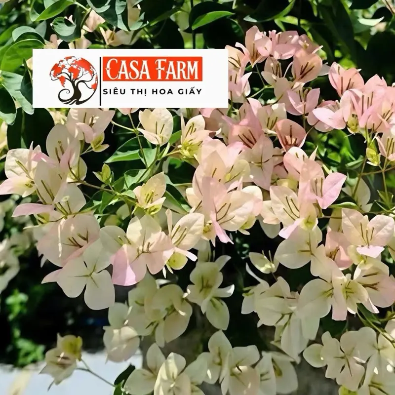 [CSF] Cây Giống Hoa Giấy Dưa Hấu Phớt Hồng - Dễ Chăm - Ưa Nắng - Sai Hoa - Siêu Hoa