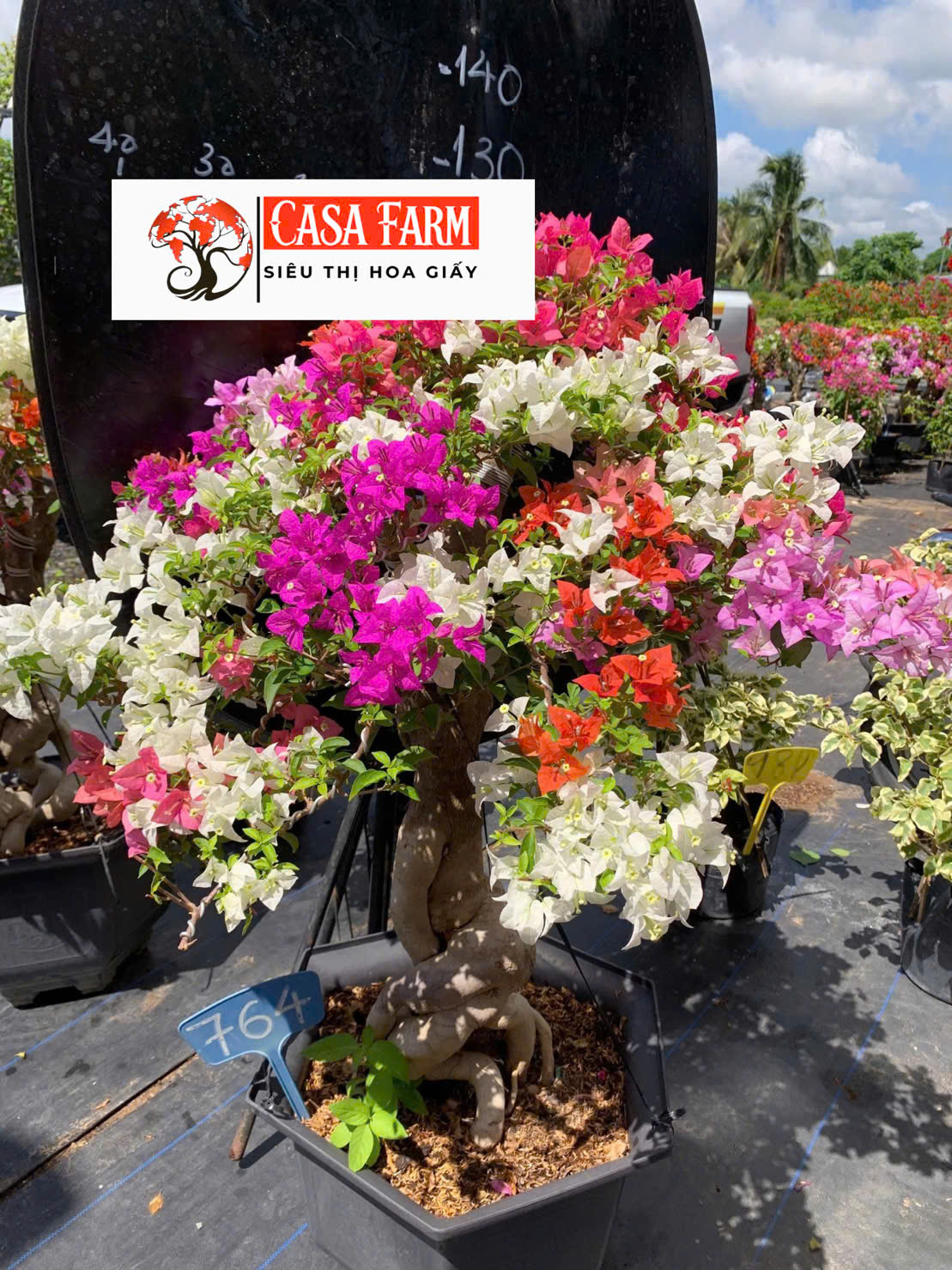 [CSF] Hoa Giấy Cẩm Thạch Nhiều Màu Bonsai - Dễ Chăm - Gốc Bonsai - Ưa Nắng - Màu Sắc Rực Rỡ