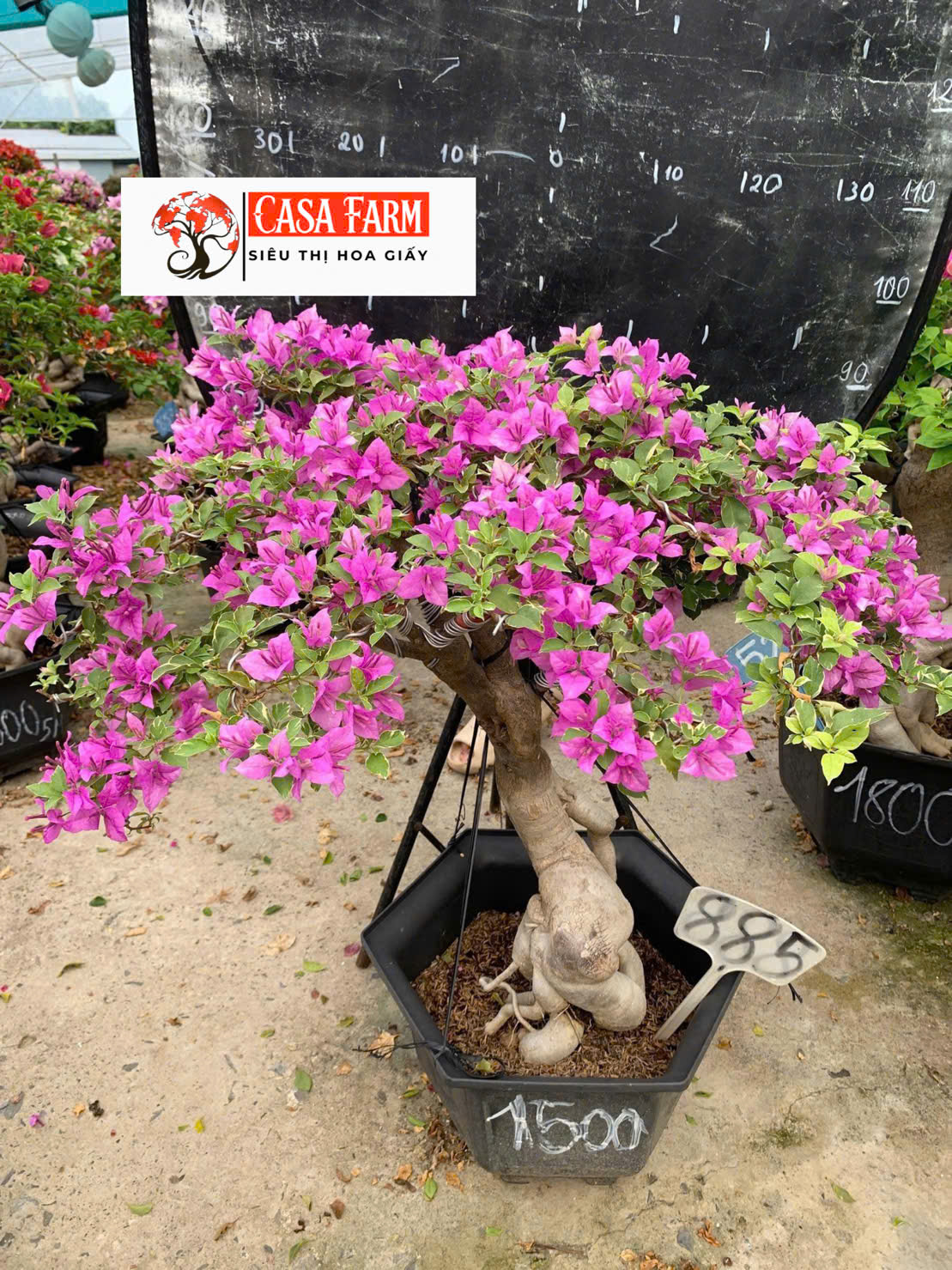 [CSF] Hoa Giấy Bonsai Cẩm Thạch Tím Tuyết - Sai Hoa - Siêu Hoa - Bền Hoa - Dễ Chăm