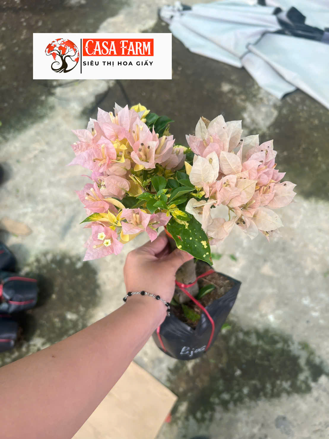 [CSF] Hoa Giấy Golden Bjos Ghép Tiểu Cảnh - Dòng Hoa Mới - Dễ Chăm - Ưa Nắng