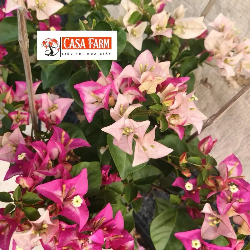 [CSF] Hoa Giấy Tiểu Ấn Độ - Màu Đỏ Hồng Tím - Dễ Chăm - Ưa Nắng