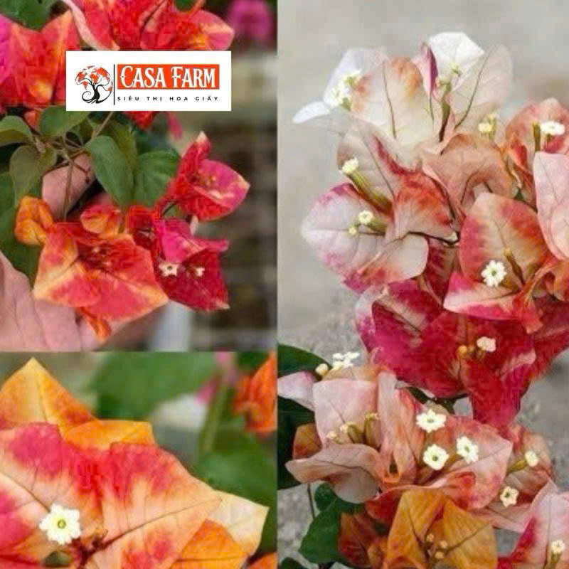 [CSF] Cây Giống Hoa Giấy Moduring - Bộ Rễ Khỏe - Cây Ưa Nắng