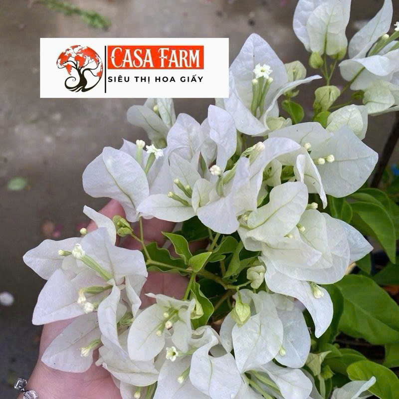 [CSF] Cây Hoa Giấy Trắng Việt Tháp Zin - Siêu Hoa - Sai Hoa - Dễ Chăm - Ưa Nắng - Chuyên Leo