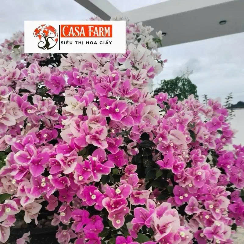 [CSF] Hoa Giấy Hồng Gân Bụi - Siêu Hoa - Sai Hoa - Dễ Chăm - Ưa Nắng - Chuyên Leo