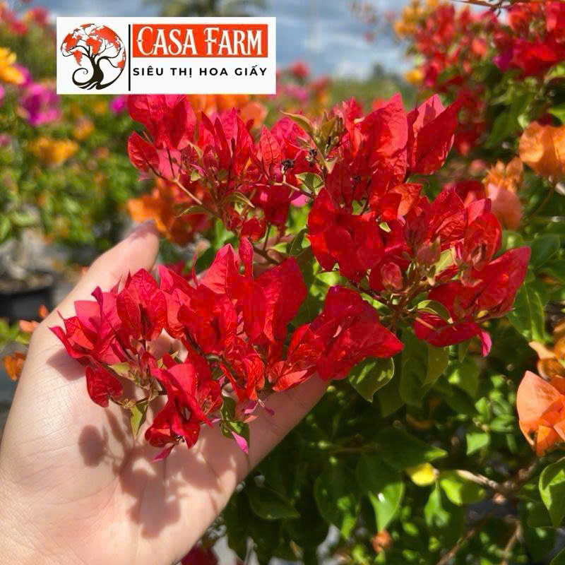 [CSF] Hoa Giấy Đỏ Thái Tháp Zin - Cây Khoẻ - Bộ Rễ Tốt - Chuyên Leo - Màu Đỏ Tươi - Dễ Chăm