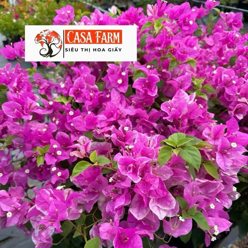 [CSF] Hoa Giấy Hồng Gân Ghép Tiểu Cảnh - Dễ Chăm - Ưa Nắng - Bộ Rễ Khoẻ - Chuyên Leo - Sai Hoa