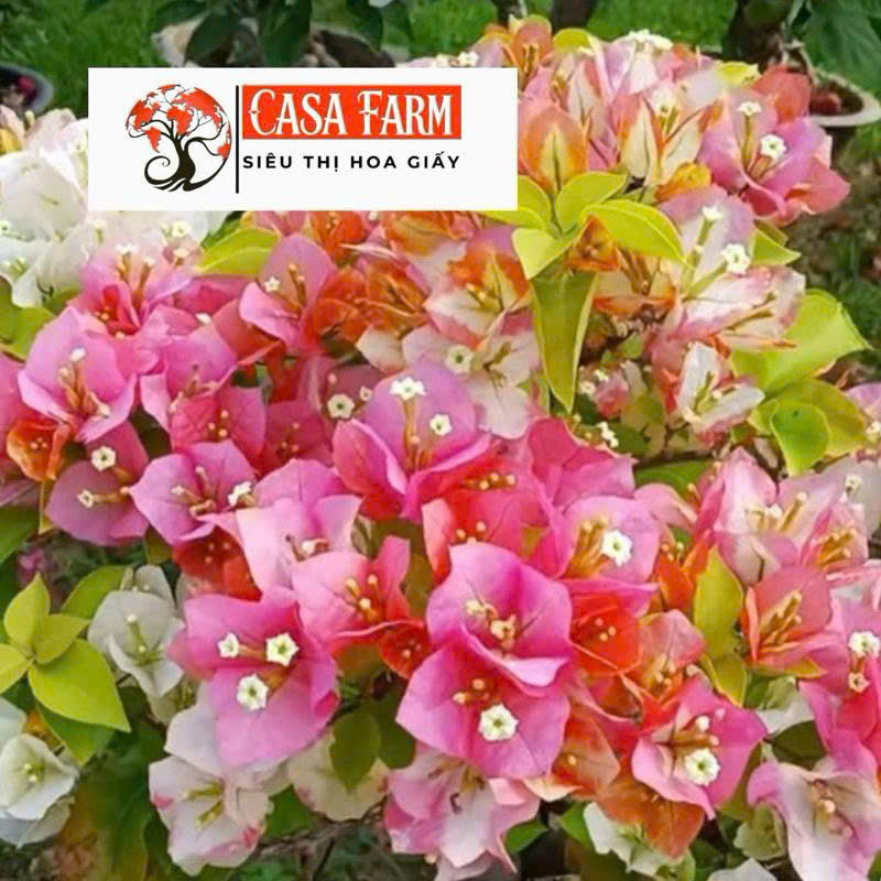 [CSF] Cây Ghép Tiểu Cảnh Damia - Dễ Chăm - Ưa Nắng - Màu Sắc Tươi Sáng - Cây Khoẻ