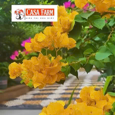 [CSF] Cây Giống Hoa Giấy Táo Vàng - Màu Sắc Rực Rỡ - Dễ Chăm - Ưa Nắng - Bộ Rễ Khỏe - Sai Hoa