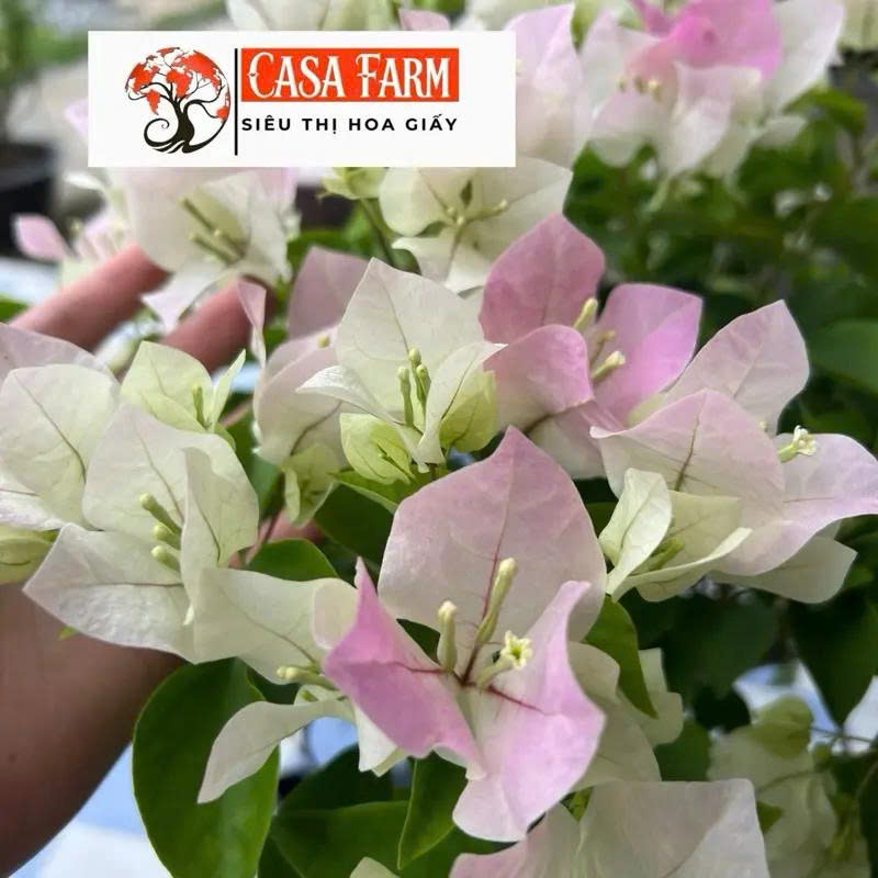 [CSF] Hoa Giấy Sakura Ghép Tiểu Cảnh - Dễ Chăm - Dễ Trồng - Ưa Nắng - Chuyên Leo