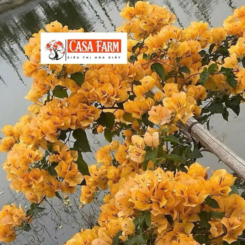 [CSF] Combo 6+1 Cây Giống Hoa Giấy Vàng Thái - Dòng Dễ Chăm - Ưa Nắng - Chuyên Leo