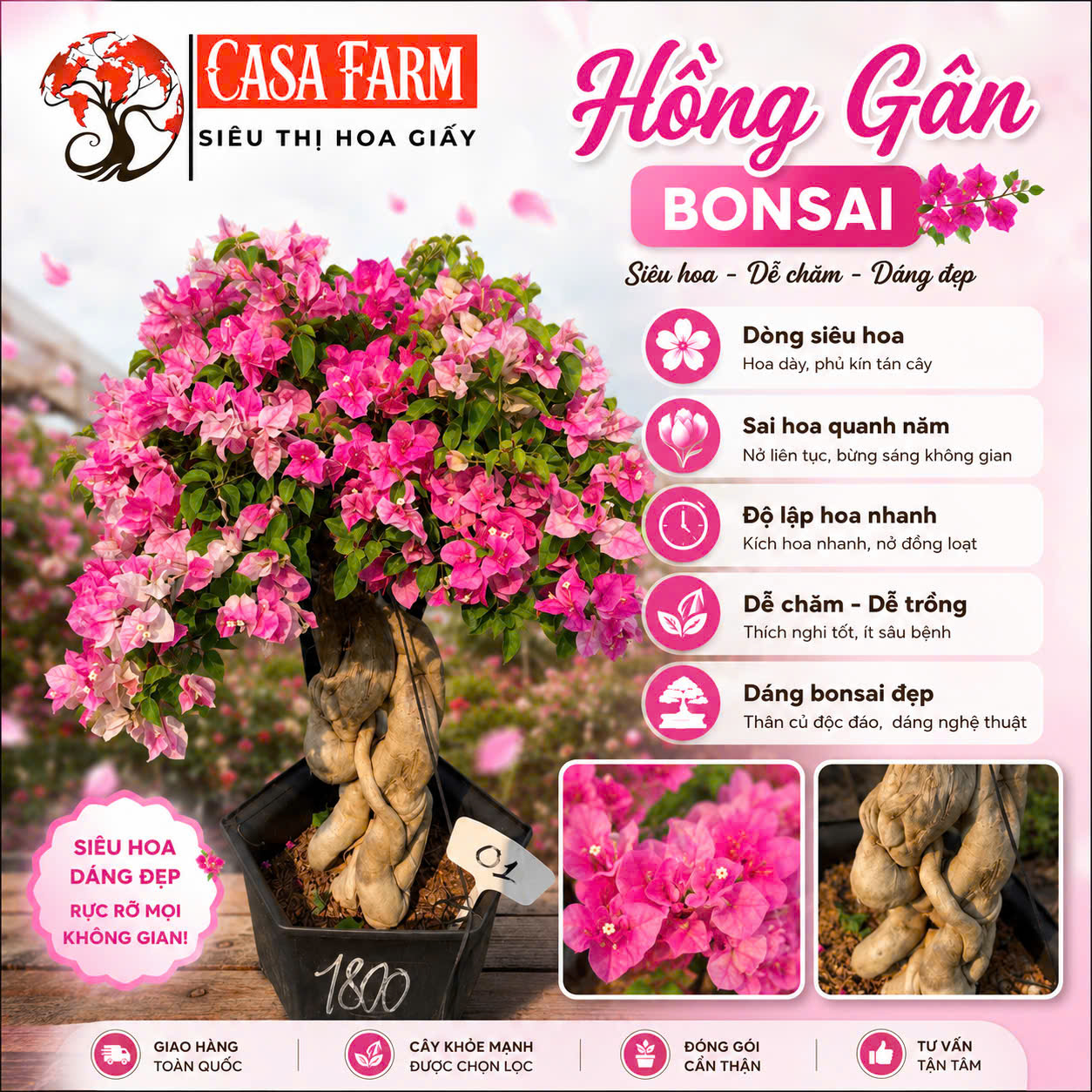 Giảm 10% cho khách hàng ghé thăm vườn CASA FARM.
